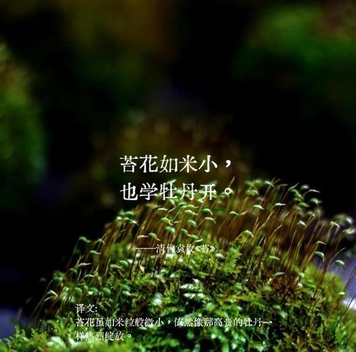 青苔球根植物的养护和管理技巧有哪些？