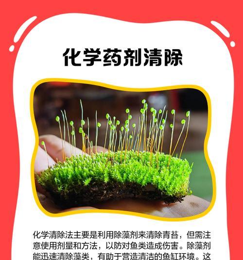 青苔球根植物的养护和管理技巧有哪些？