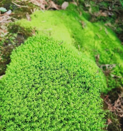 青苔球根植物的养护和管理技巧有哪些？