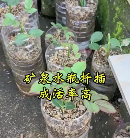 扦插月季不长根是什么问题？如何促进根系生长？