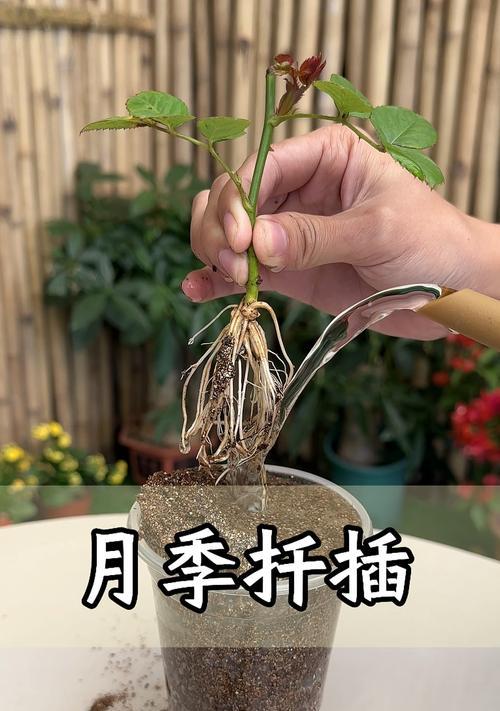 扦插月季不长根是什么问题？如何促进根系生长？
