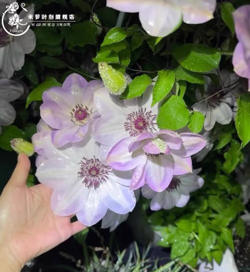 铁线莲盆栽混养的正确方式是什么？