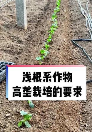 黄芩高垄栽培的关键技术要点是什么？