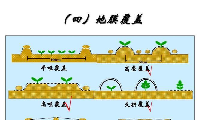 黄芩高垄栽培的关键技术要点是什么？