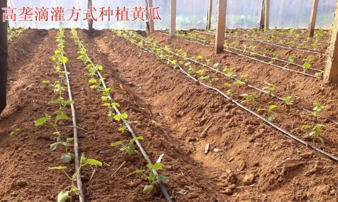 黄芩高垄栽培的关键技术要点是什么？