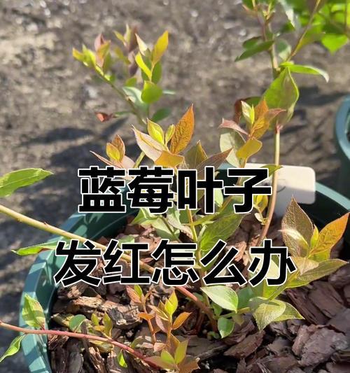 蓝莓树叶子发黄变干应如何处理？