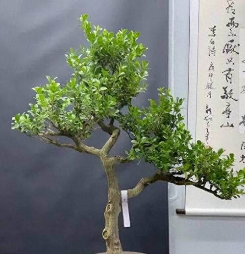 黄杨秋天叶子发黄干枯怎么补救？有效的方法是什么？