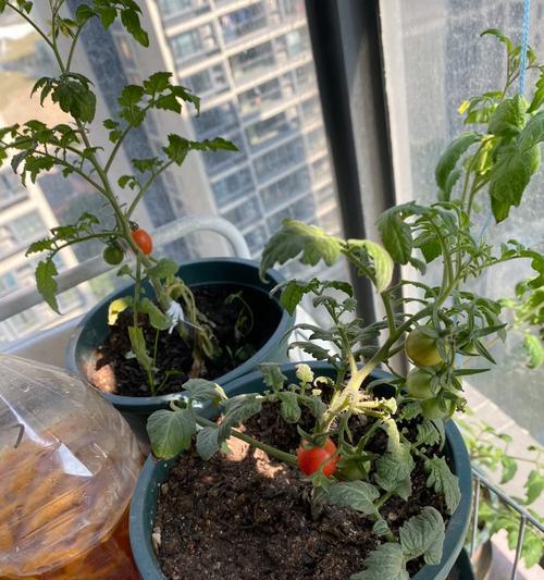 草莓酸奶浇水有什么窍门？正确方法是什么？
