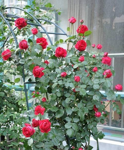 月季很小的花怎么养？如何促进月季花的生长？