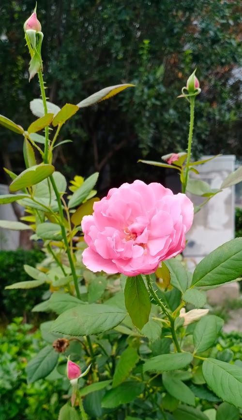 月季很小的花怎么养？如何促进月季花的生长？