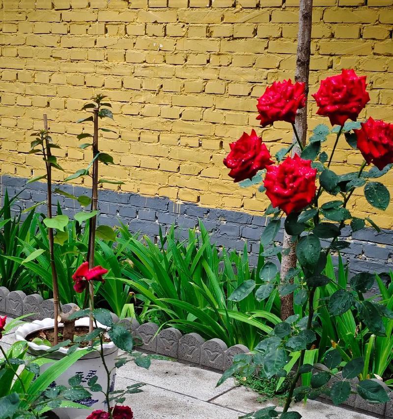月季很小的花怎么养？如何促进月季花的生长？