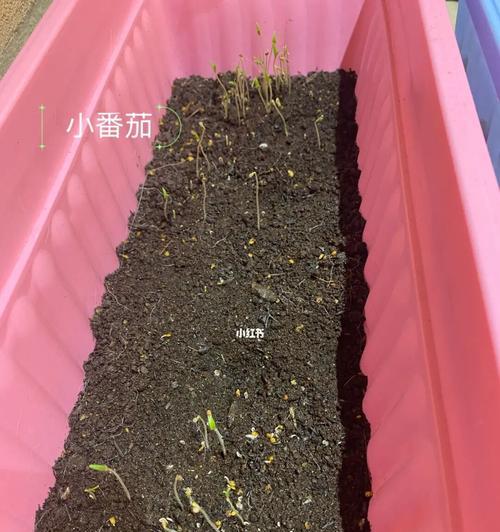 阳台花卉倒伏瓶子破裂的预兆是什么？