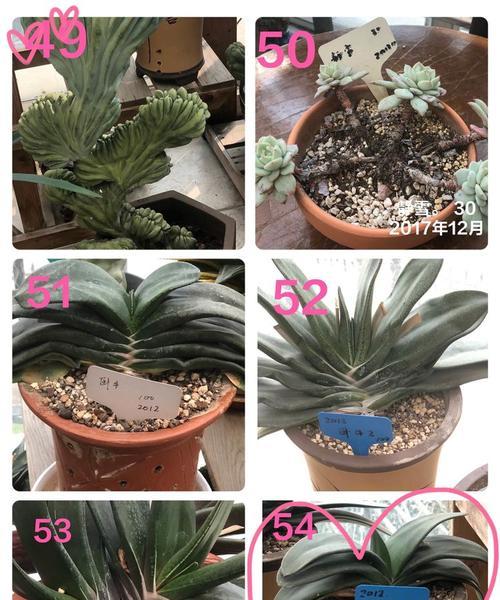 阳台花卉倒伏瓶子破裂的预兆是什么？
