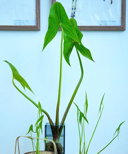 安溪地区有哪些推荐的水生植物？