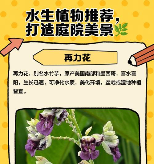 安溪地区有哪些推荐的水生植物？