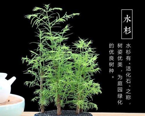 鱼缸木本植物怎么养殖？适合水族箱的植物种类有哪些？