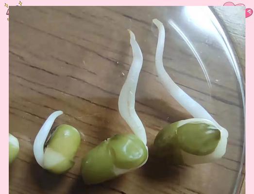 绿豆芽栽培有哪些专业技巧？