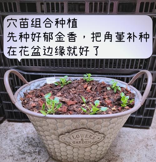 球根植物地栽美观的技巧有哪些？