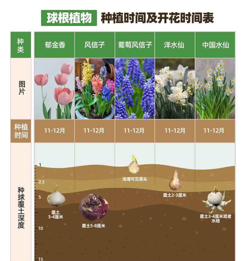 球根植物地栽美观的技巧有哪些？