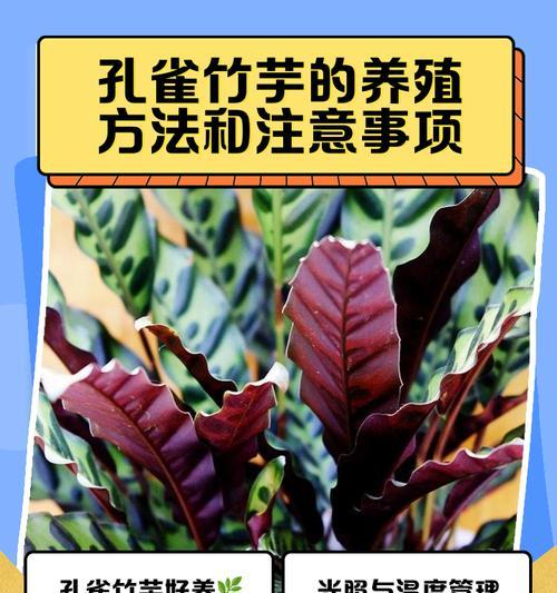 孔雀竹芋发黄的叶子怎么剪？修剪技巧和注意事项有哪些？