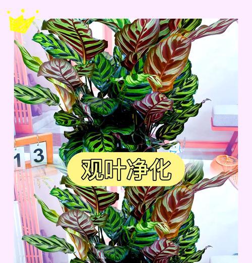 孔雀竹芋发黄的叶子怎么剪？修剪技巧和注意事项有哪些？