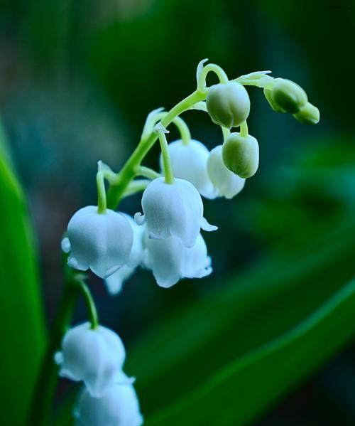养猫的阳台适合种植哪些除味花卉？