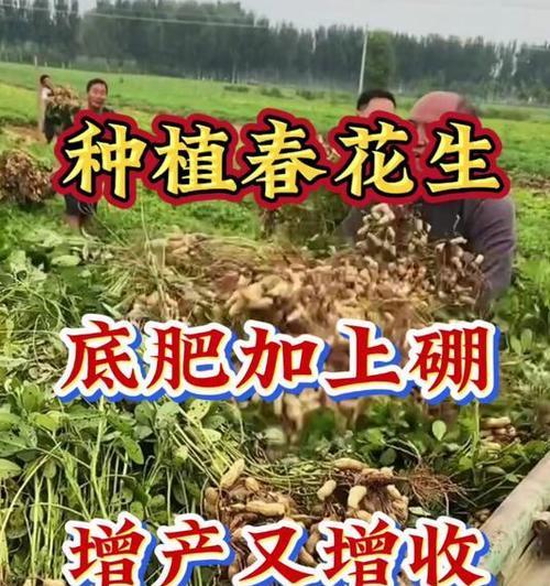 花生播种时应该使用哪种底肥？底肥的选择对产量有何影响？