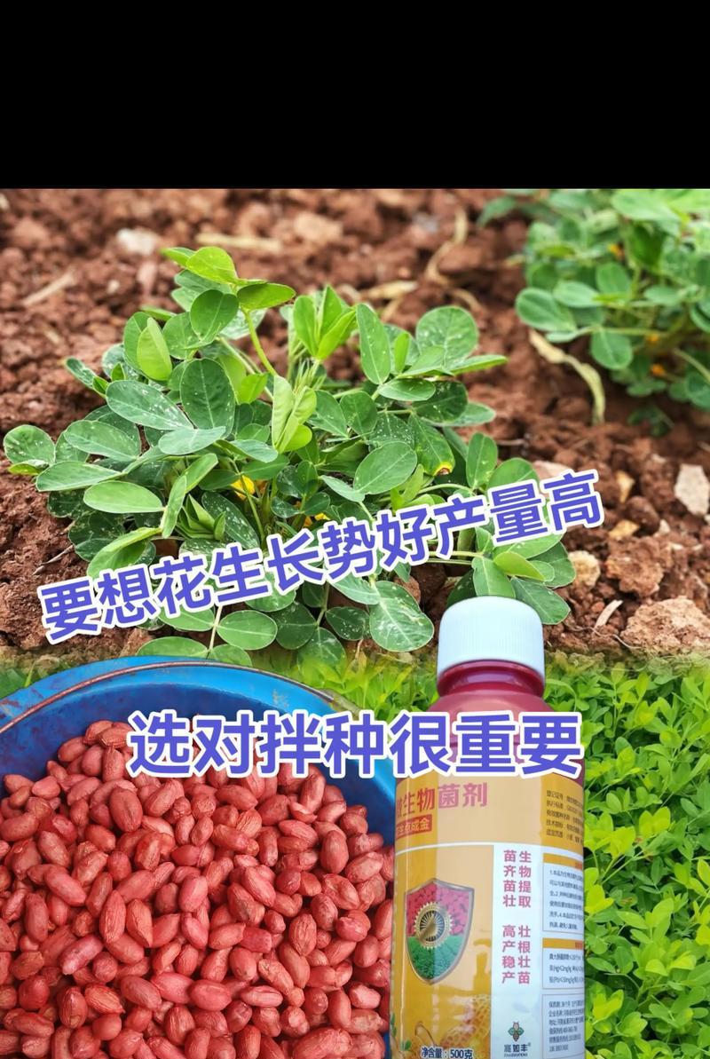 花生播种时应该使用哪种底肥？底肥的选择对产量有何影响？