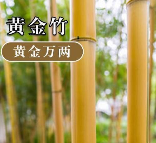 适合播种的竹子品种有哪些？