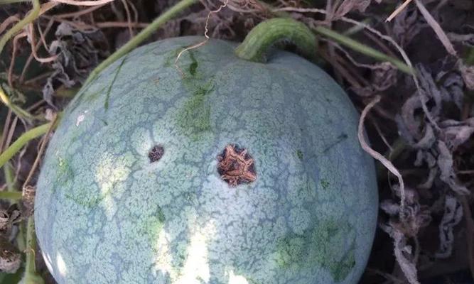 瓜叶斑点发黄枯萎怎么处理？瓜类植物叶子问题的解决方法是什么？