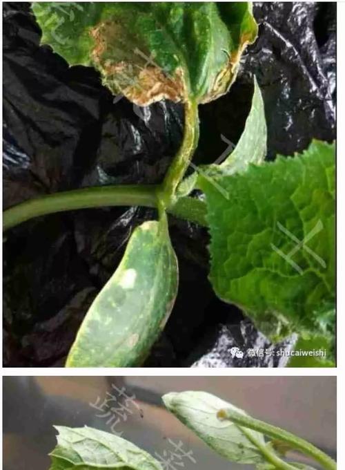 瓜叶斑点发黄枯萎怎么处理？瓜类植物叶子问题的解决方法是什么？