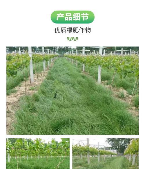 鼠茅草播种的最佳时间是什么时候？播种技巧有哪些？