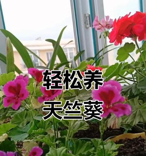天竺葵如何养护才能开出美丽花朵？