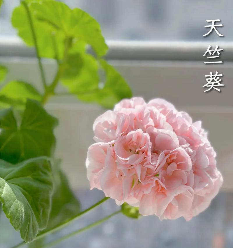 天竺葵如何养护才能开出美丽花朵？