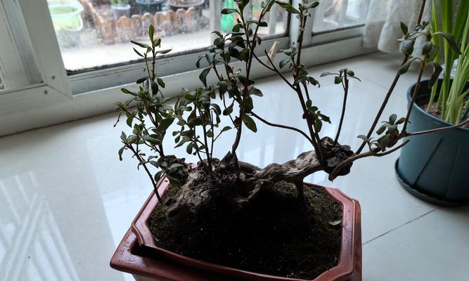 紫檀花瓶盆景的正确养护方法是什么？
