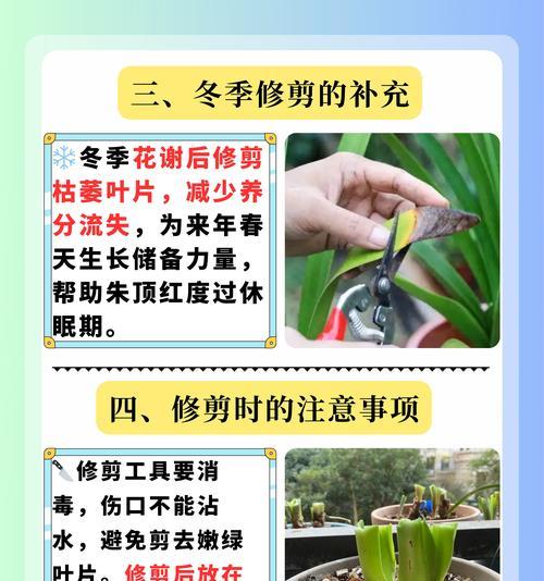 朱顶红叶子发黄是什么病？如何防治？