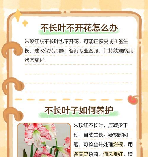 朱顶红叶子发黄是什么病？如何防治？