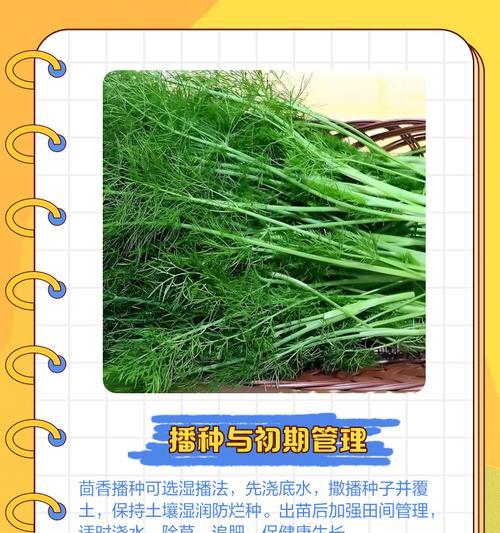 小茴香在河南的最佳播种时间是什么时候？