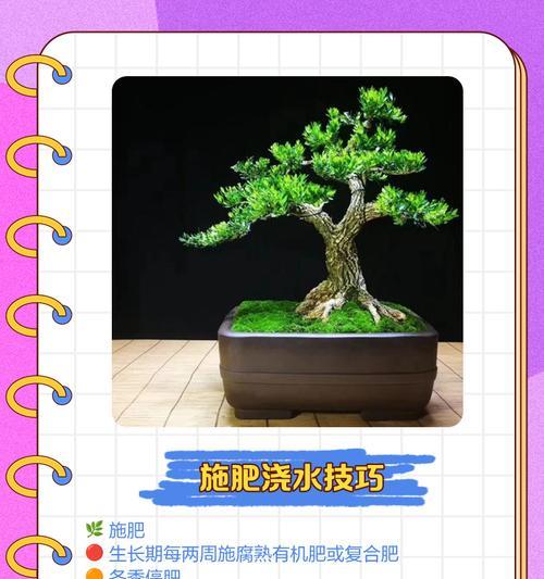 景芝黄杨盆景的养护技巧有哪些？