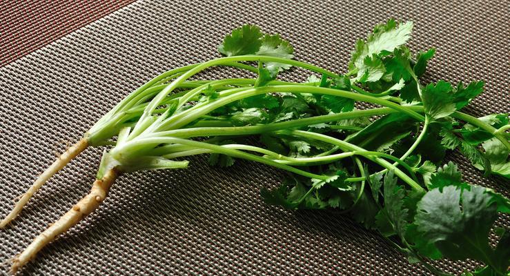 郑州地区香菜的最佳播种时间是什么时候？