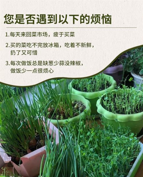 郑州地区香菜的最佳播种时间是什么时候？
