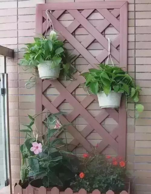 阳台花盆适合栽种哪些花卉？