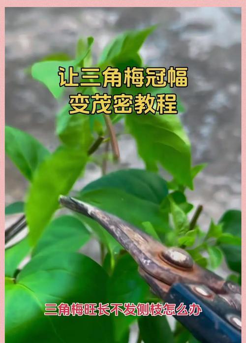 如何培养三角梅使其长出粗壮的枝干？