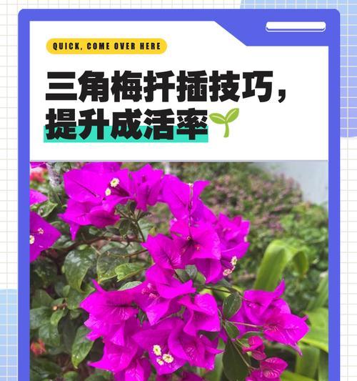 如何培养三角梅使其长出粗壮的枝干？