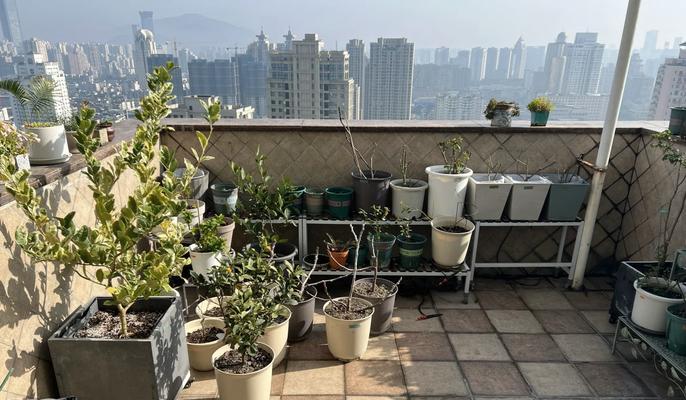 球根植物换土不换盆的影响是什么？