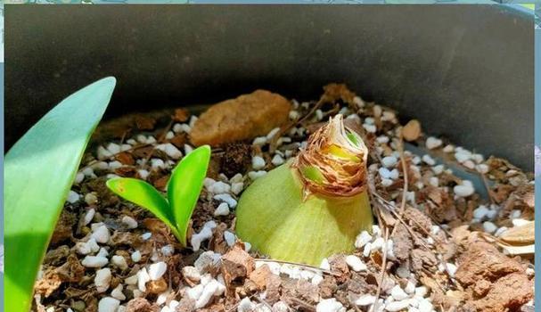 球根植物换土不换盆的影响是什么？