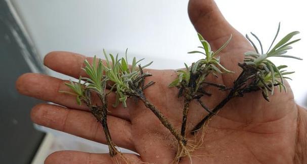 木本植物生根缓慢如何解决？