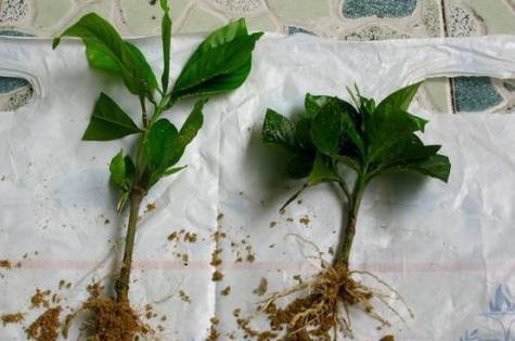 木本植物生根缓慢如何解决？