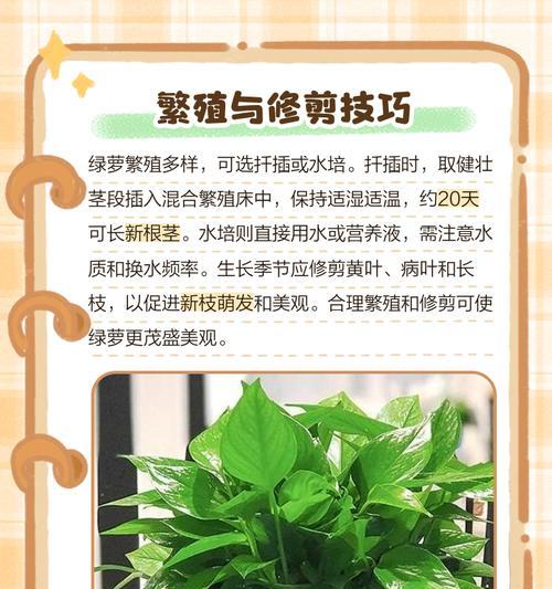 藤萝栽培技术有哪些种类？不同种类的藤萝如何养护？