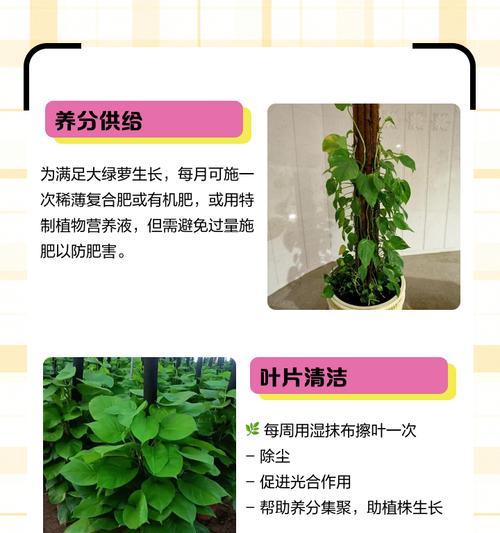 藤萝栽培技术有哪些种类？不同种类的藤萝如何养护？